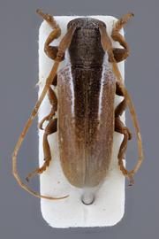  Trestonia bilineata , male holotype specimen; © E.H. Nearns